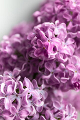 Beautiful fresh delicate spring lilac flowers closeup. Nature design background