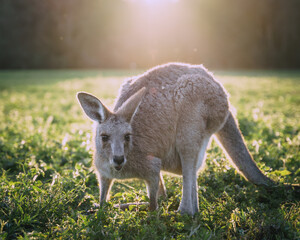 Cute red kangaroo grazing on green grassy meadow near forest against sunset sky in Australia