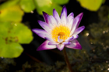 Vintage retro picture of lotus flower in pond.