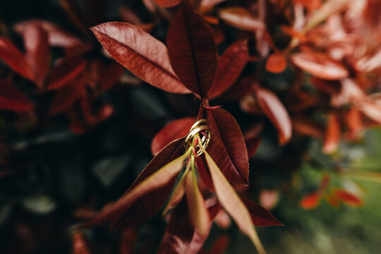 Shiny golden wedding rings hanging on stem of plant with red leaves in garden
