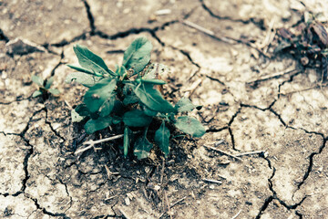 Top view of little tree and a cracked soil ground Earth which caused by global warming and deforestation. Nature conservation and prevention as concept.