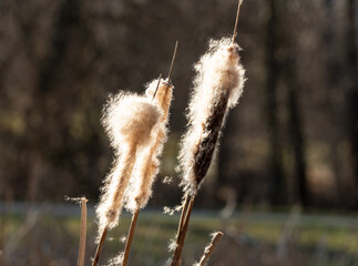 Reed in closeup at spring in jena