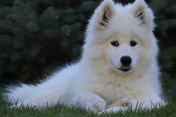 portrait of a white dog samoyed