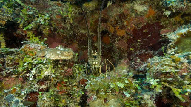 Close-Up Slow Motion: Spiny Lobster Hiding Under Coral Reef