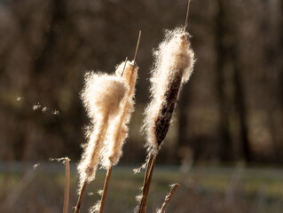 Reed in closeup at spring in jena