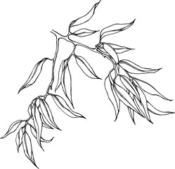 Vector linear willow branch with leaves. Hand drawn sketch by black ink , isolated on white element for floral, natural illustrations , design.