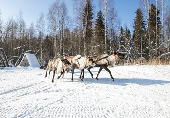 The Nenets are riding a reindeer sleigh. Deer run through the forest 
