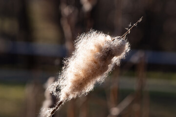 Reed in closeup at spring in jena