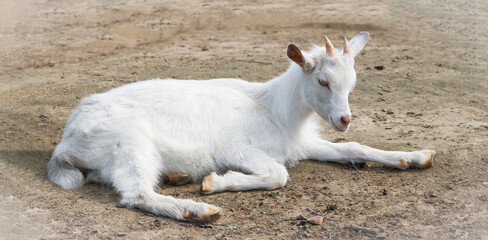 white young goat lying on the ground