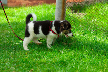 the puppy walks on a leash on the grass