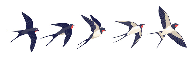 Flying swallows. Bird in flight isolated on a white background. Vector illustration in a flat style.