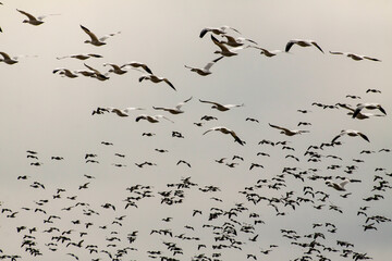 thousands of migratory tundra swans in flight in the  Blackwater National Wildlife Refuge in Cambridge, maryland