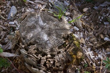 tronc d'arbre en gros plan