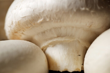 Mushrooms close up