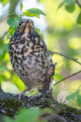 A fieldfare chick, Turdus pilaris, has left the nest and is sitting on a branch. A chick of...