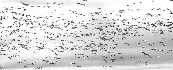thousands of migratory tundra swans in flight in the  Blackwater National Wildlife Refuge in...