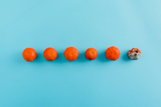 Top view of fresh juicy mandarins in row in different stages of ripening to moldy state