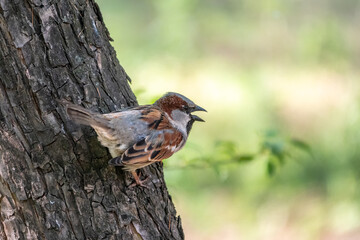 Sparrow sits on tree trunk on green background