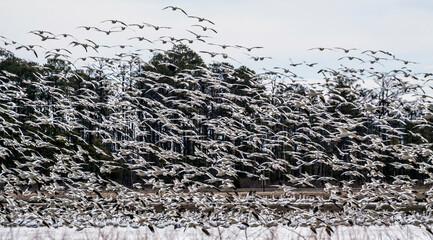 thousands of migratory tundra swans in flight in the  Blackwater National Wildlife Refuge in Cambridge, maryland