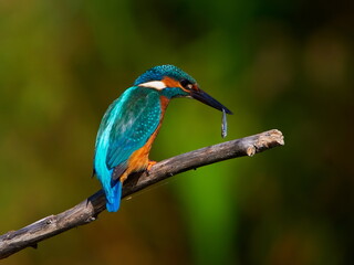 The common kingfisher (Alcedo atthis) also known as the Eurasian kingfisher in natural habitat