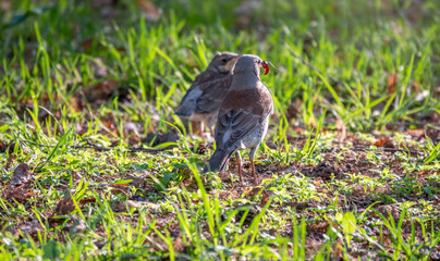 Thrush fieldfare, Turdus pylaris, feeds the chick with earthworms on the ground. An adult chick left the nest but his parents continue to take care of him.