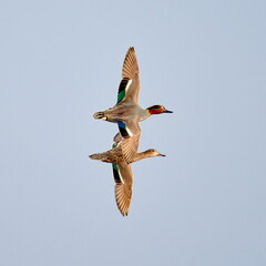 wild ducks flying against blue sky (anas crecca)