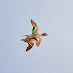 wild ducks flying against blue sky (anas crecca)