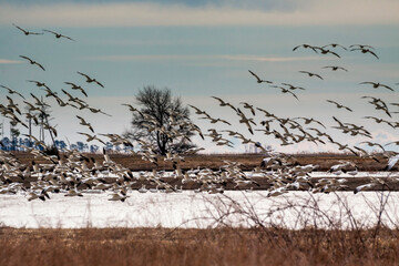 thousands of migratory tundra swans in flight in the  Blackwater National Wildlife Refuge in Cambridge, maryland