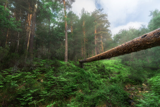 Scenery of dry tree trunk over verdant grassy ravine in abundant summer forest in daylight