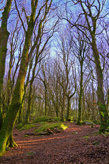Trees at barna woods forest in Connemara Galway, Ireland