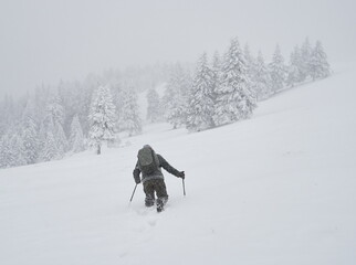 professional photographer with backpack going across coniferous forest during severe snow storm,...