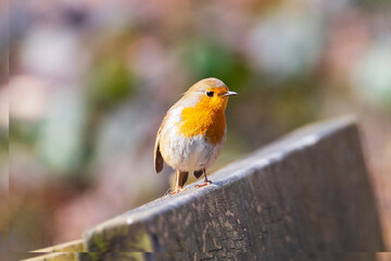 European robin - Erithacus rubecula