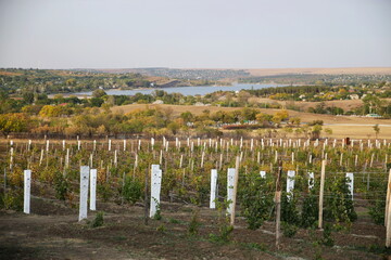 Harvesting grapes in autumn on a vine plantation
