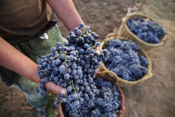 a man holding a vine of grapes in his hands on the background of baskets with a harvest of grapes