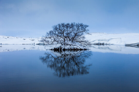 Trees growing in middle of lake located in snowy highland terrain under sunset sky in Iceland