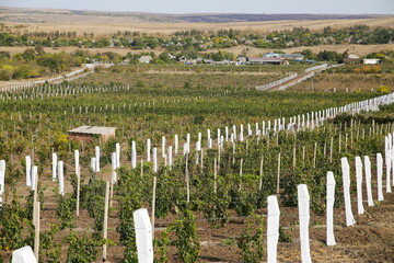 Harvesting grapes in autumn on a vine plantation