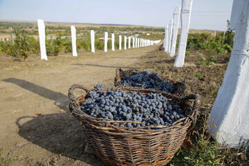 harvest blue grapes on vine plantation