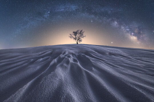 Picturesque view of leafless tree growing in vast sandy desert under glowing dark sky in Picos de Europa National Park