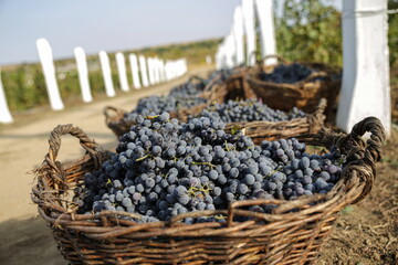 harvest blue grapes on vine plantation
