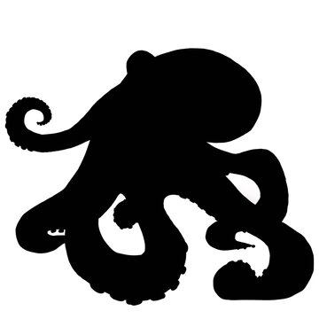 Silhouette of octopus on white 