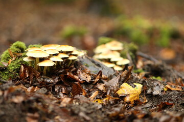 Pilze