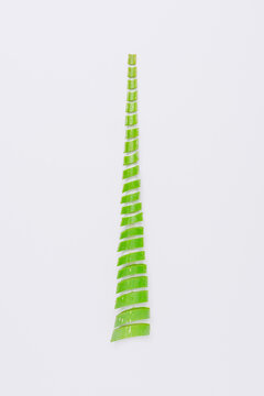 Overhead view of bright green slices of succulent plant leaf representing Christmas tree concept