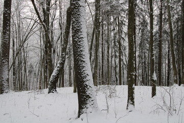 snow covered trees