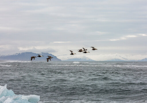 Flock of Common eider birds flying over calm sea in mountainous area in winter in Iceland