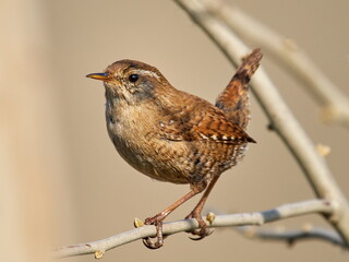 Winter wren in natural habitat ( Troglodytes troglodytes )
