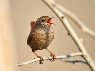Winter wren in natural habitat ( Troglodytes troglodytes )