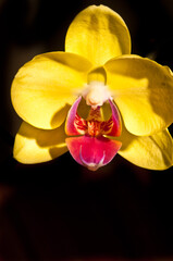 front view, close up and macro of a yellow orchid flower blooming in a tropical, sunny location on a bright morning