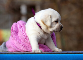 the sweet nice yellow labrador puppy on the blue