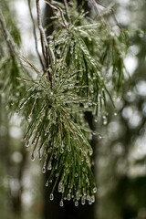Frozen Water Droplets On Pine Needles