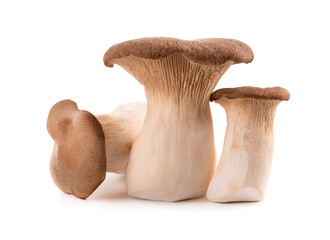 King oyster mushroom isolated on white background. Pleurotus eryngii mushroom.